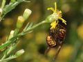 Vespa crabro